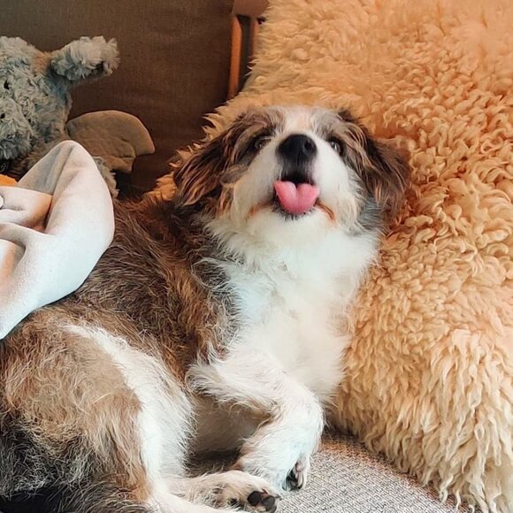 Meet your Posher, Faye - Picture 1 of 1